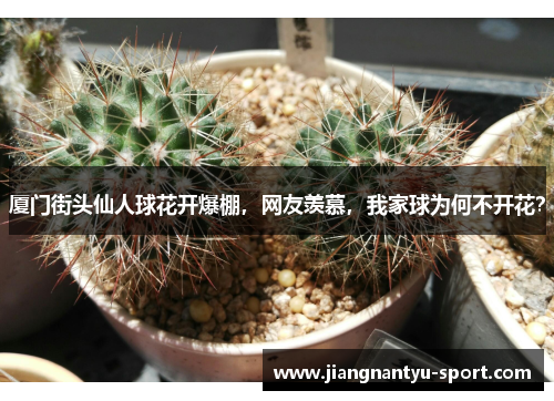 厦门街头仙人球花开爆棚，网友羡慕，我家球为何不开花？